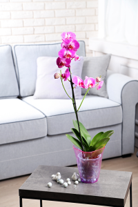 pink orchids on table