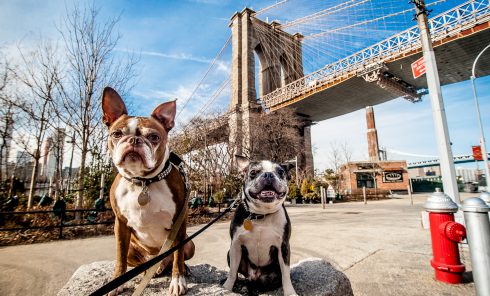 5 Fun, Unique Activities and Venues for Dogs and Their Humans in New York City