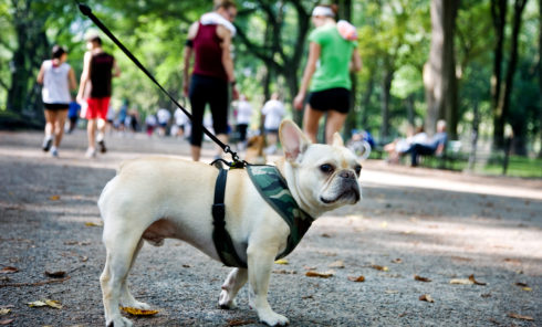 The Most Dog-Friendly Neighborhoods in NYC