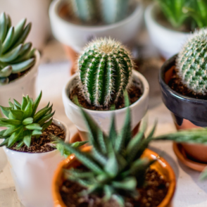 Best Indoor Plants For Your New York City Apartment